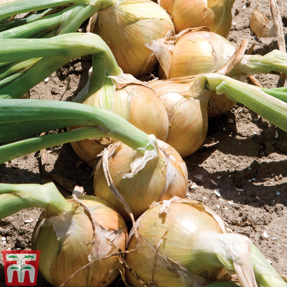 Onion 'Hylander' F1 Hybrid