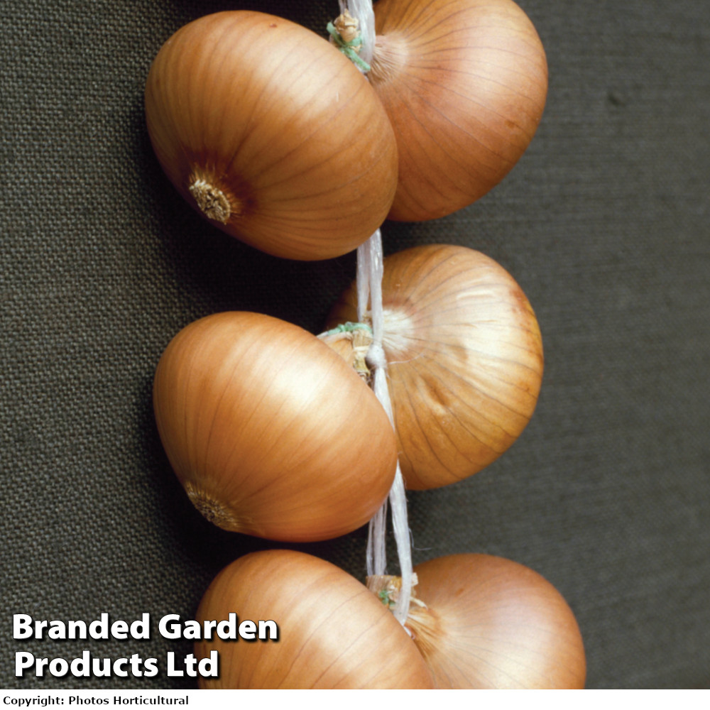 Onion 'Stuttgarter Giant' (Spring Planting)