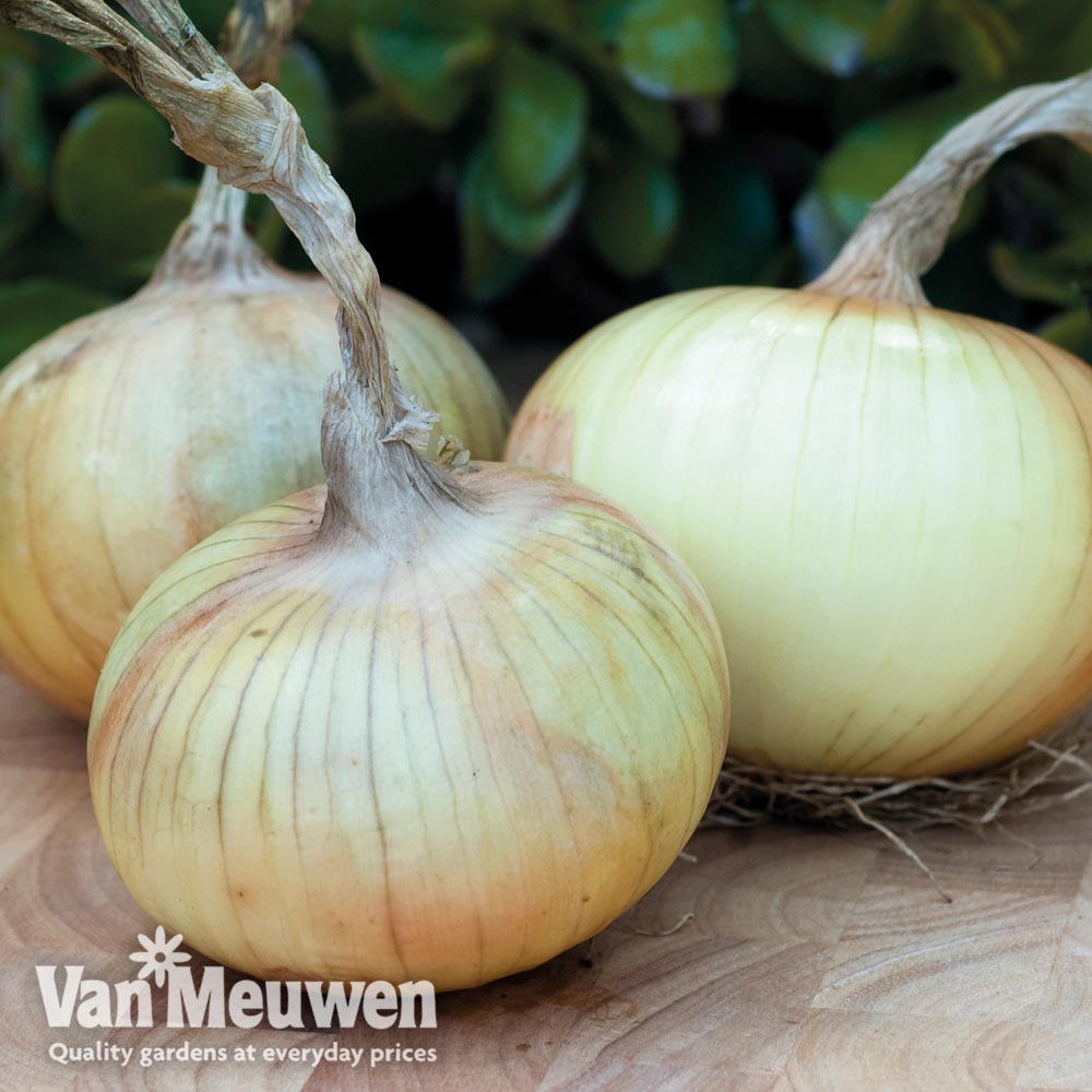 Onion 'Senshyu' (Autumn Planting)