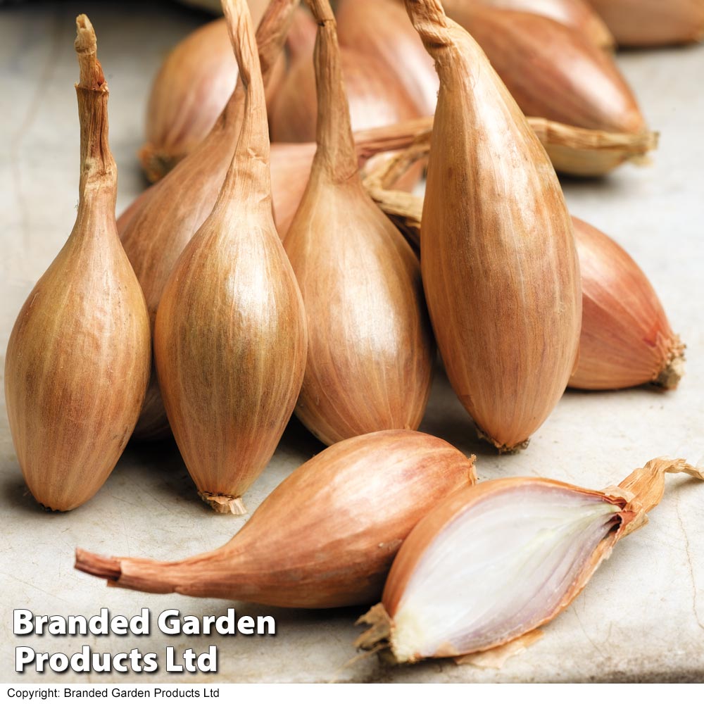 Shallot 'Jermor' (Autumn Planting)