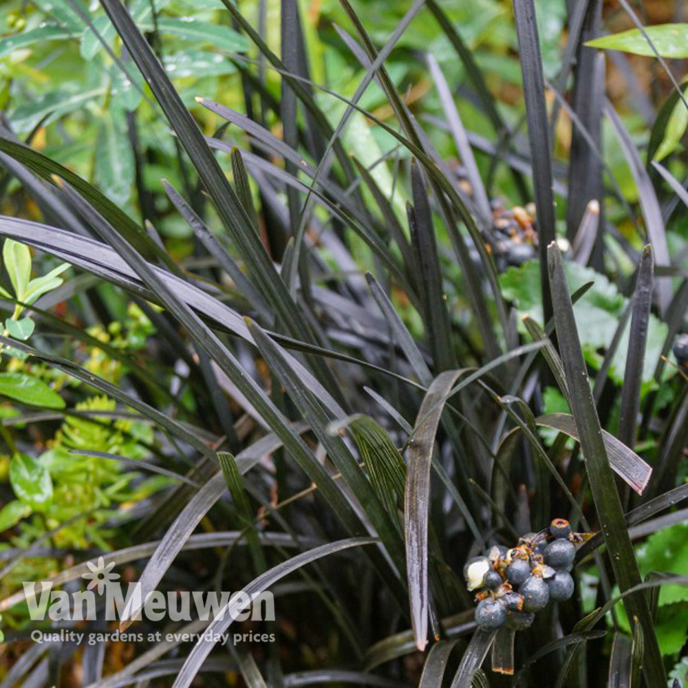 Ophiopogon planiscapus 'Nigrescens'