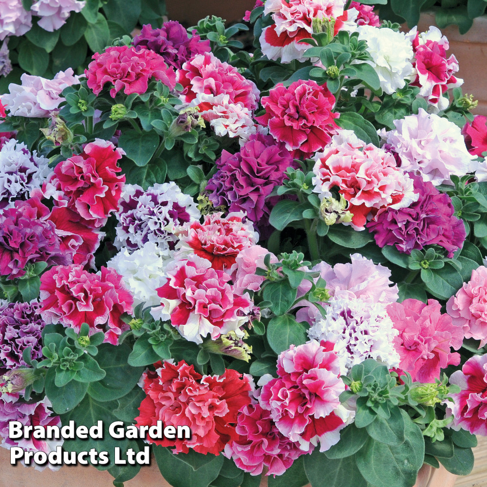 Petunia 'Orchid Flowered Mixed'