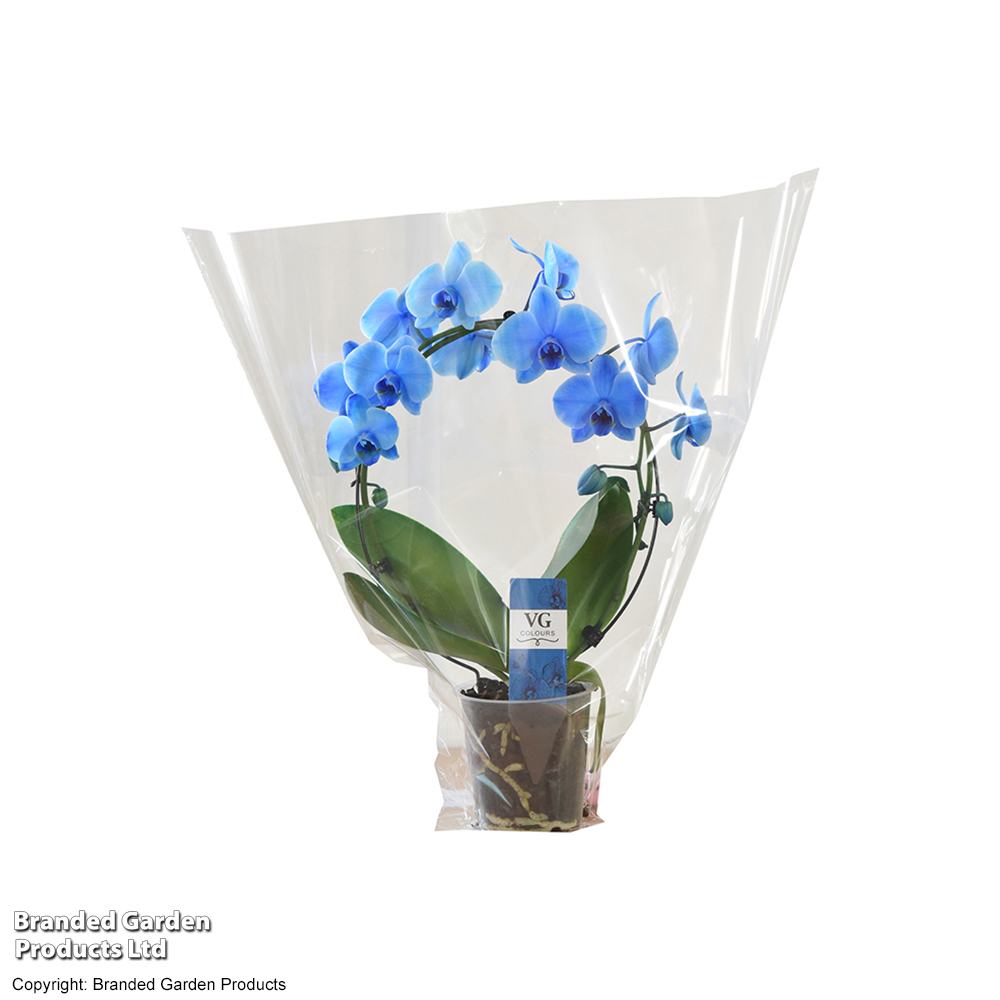 Phalaenopsis ?Circle Blue? - Gift