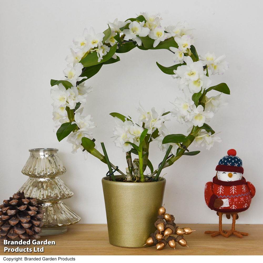 Dendrobium 'Nobile White' on a Hoop - Gift