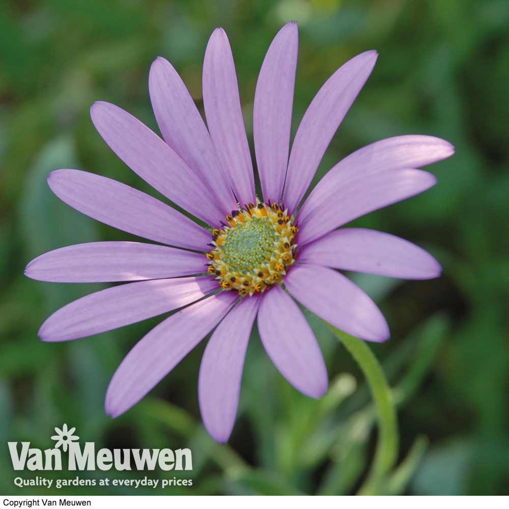 Osteospermum jucundum var. compactum (Hardy)