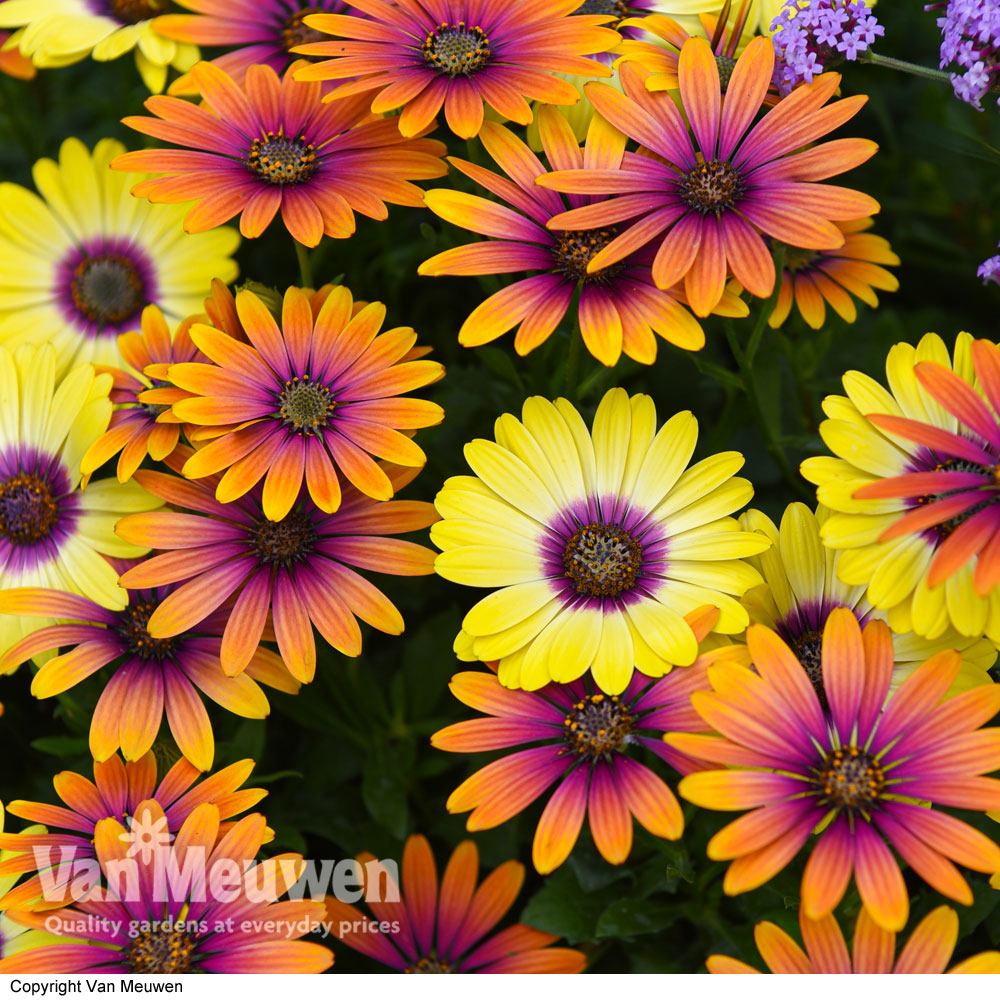 Osteospermum 'Bright Eyed Duo'