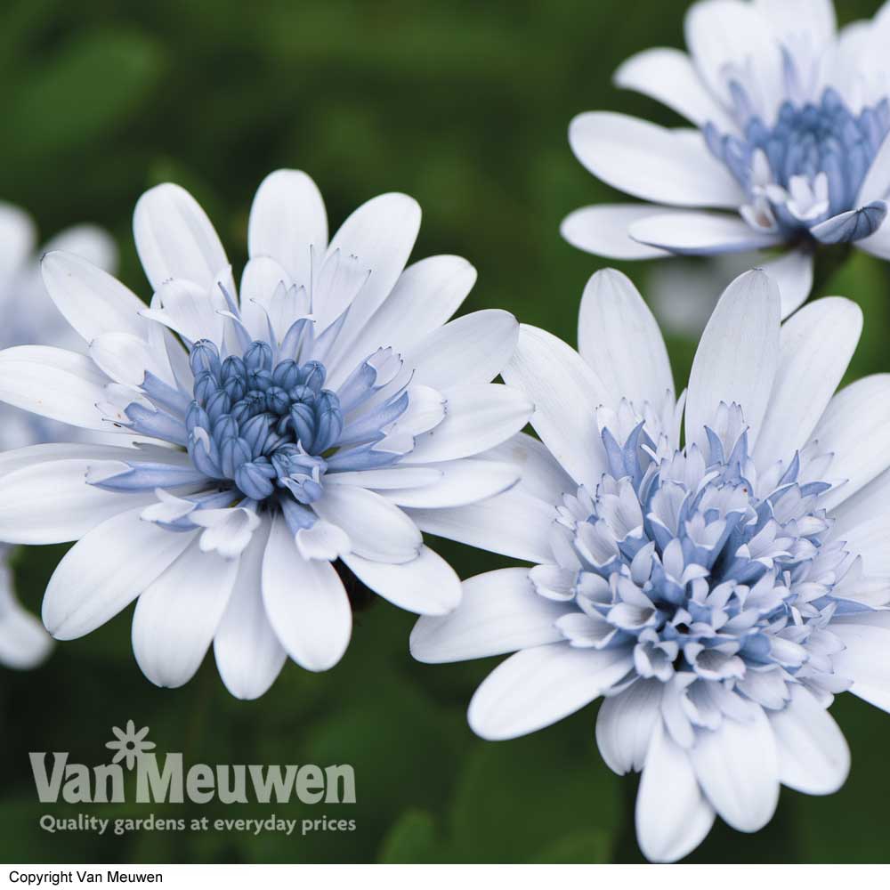 Osteospermum 'Erato Double Ice Blue'