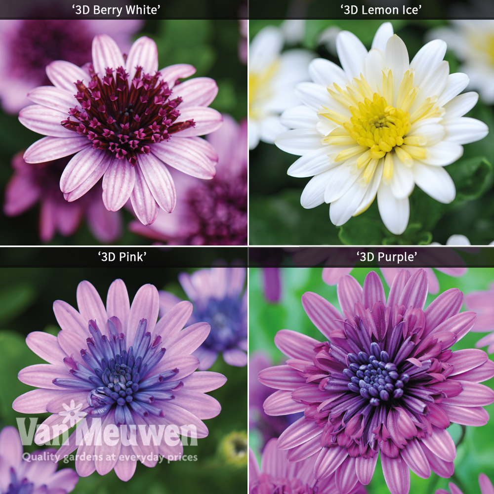 Osteospermum 3D Collection