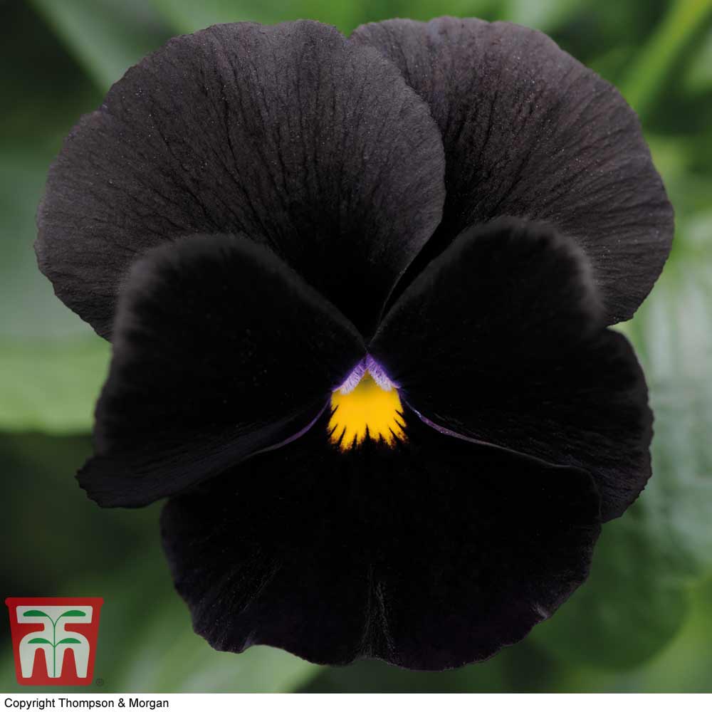 Pansy 'Black Moon' F1 Hybrid