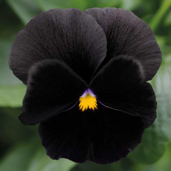 Pansy 'Black Moon' F1 Hybrid - Seeds