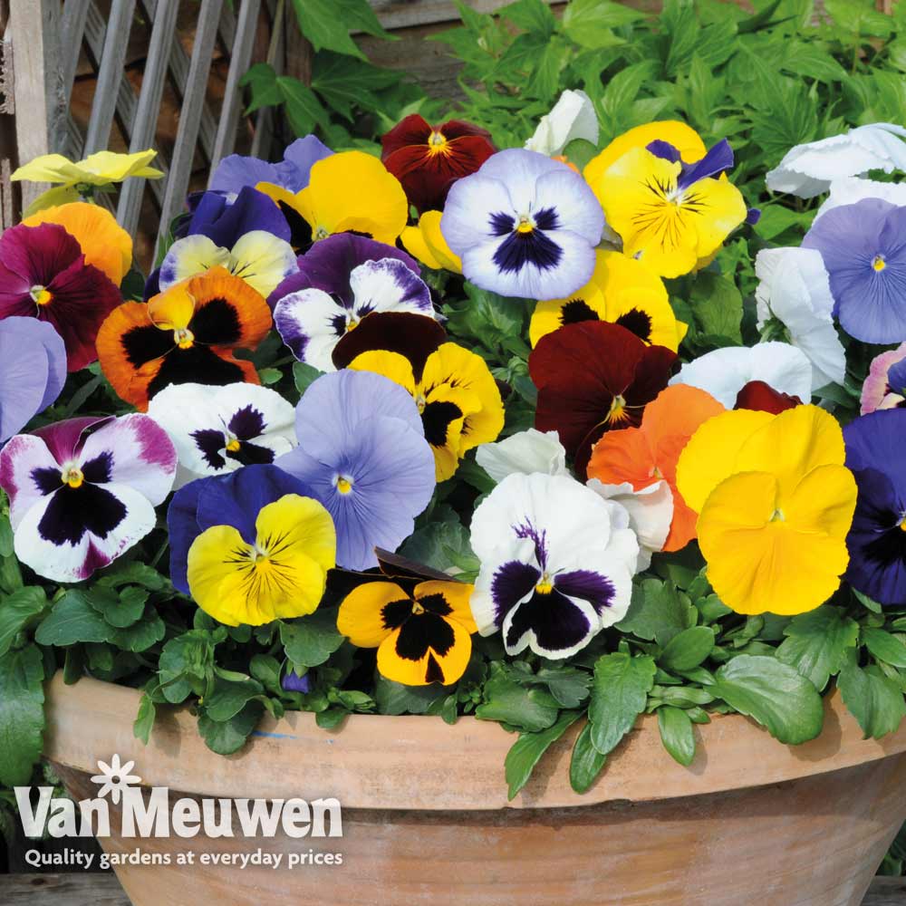 Pansy 'Summertime Mix' (Garden Ready)