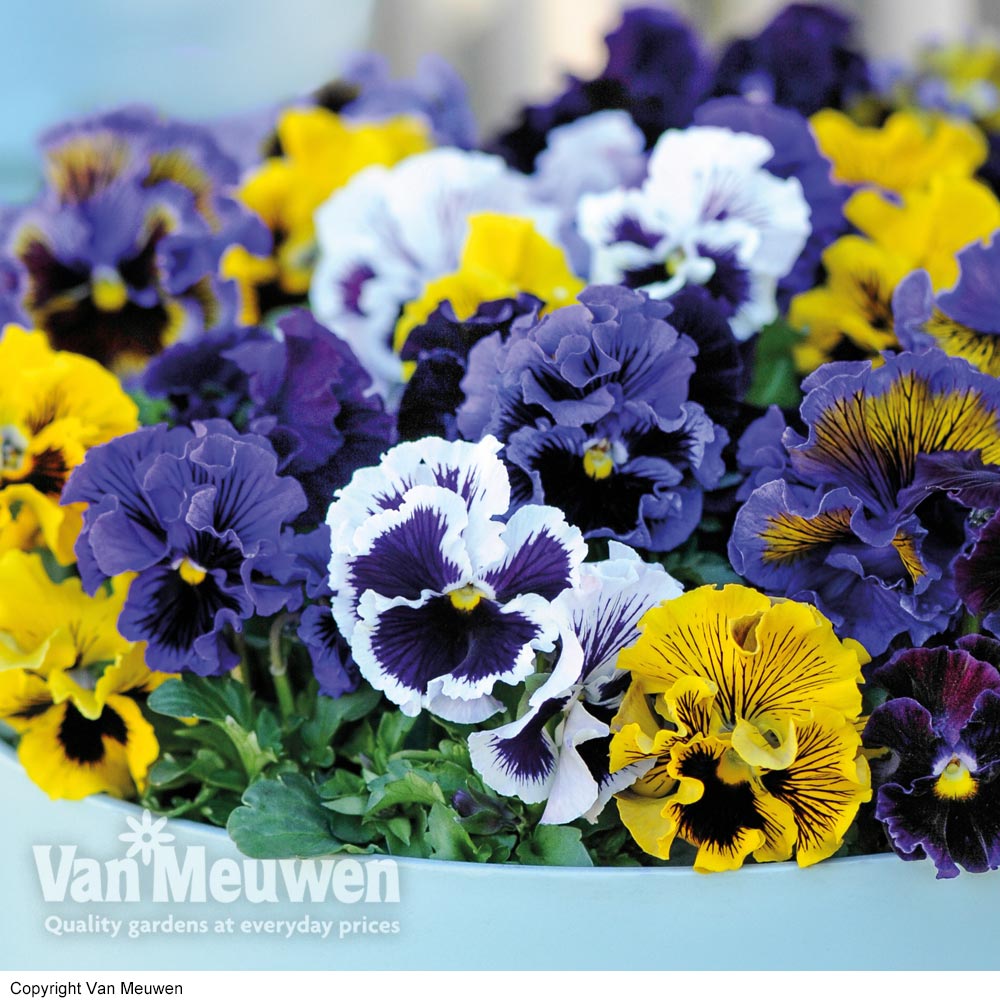 Pansy 'Frou Frou Mixed'