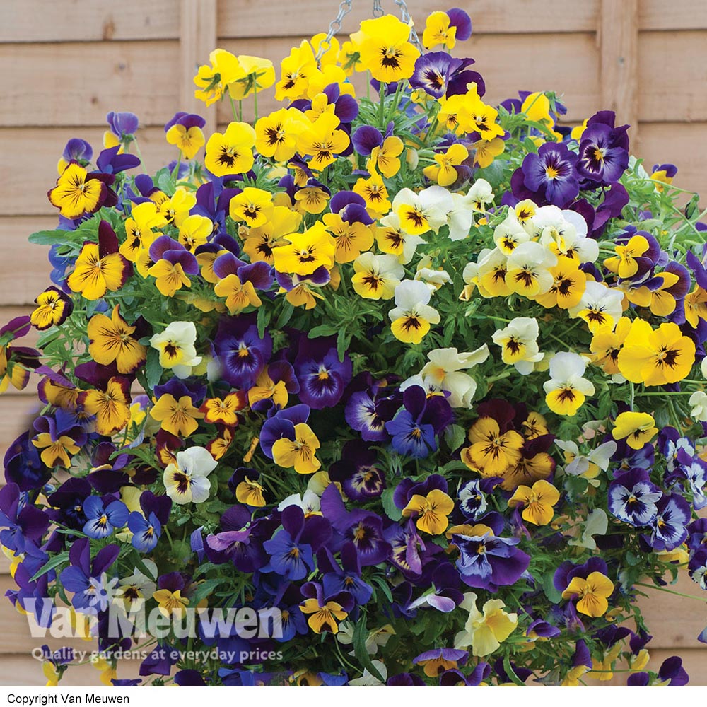 Pansy 'Waterfall Mix'