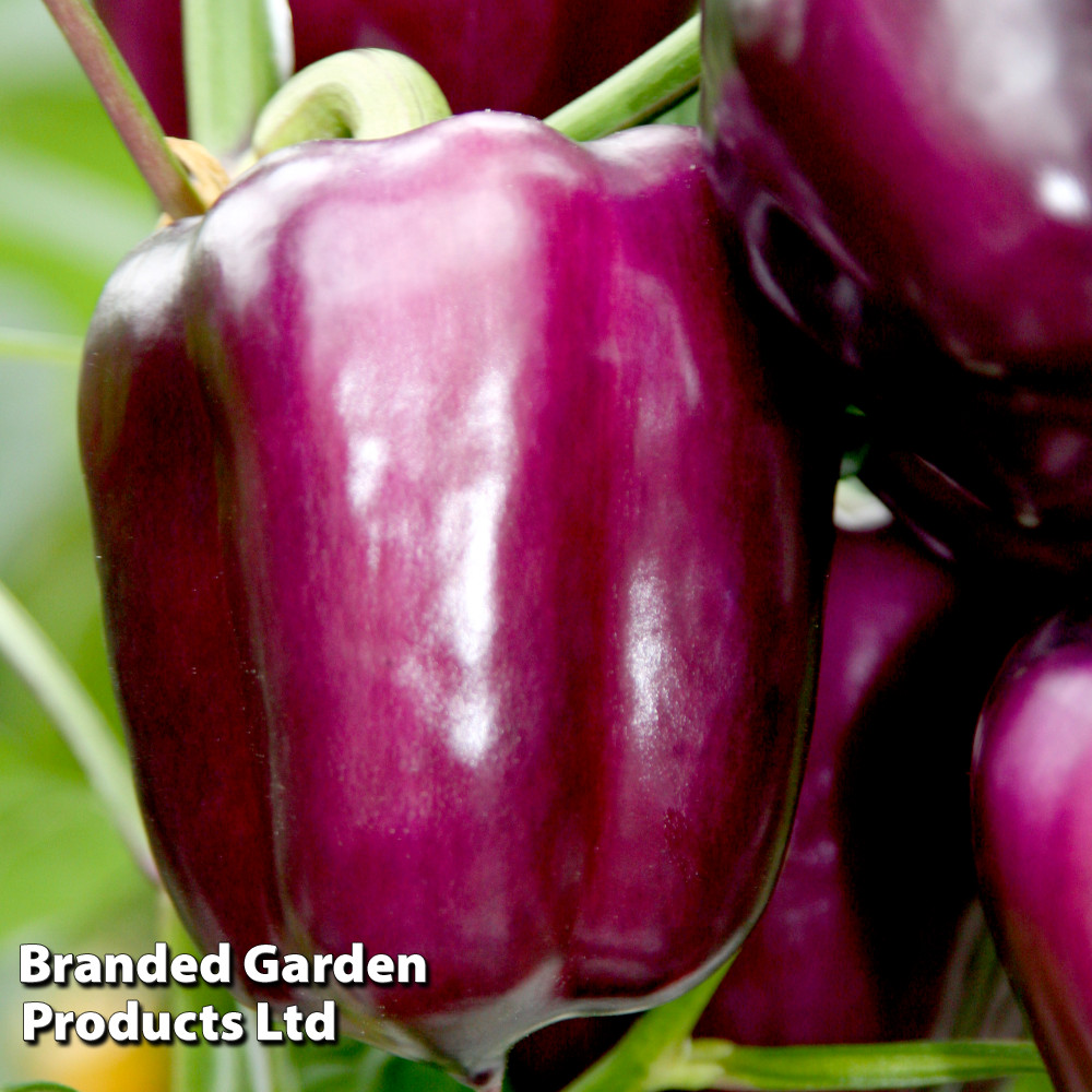 Sweet Pepper 'Beluga Lilac' (Grafted)