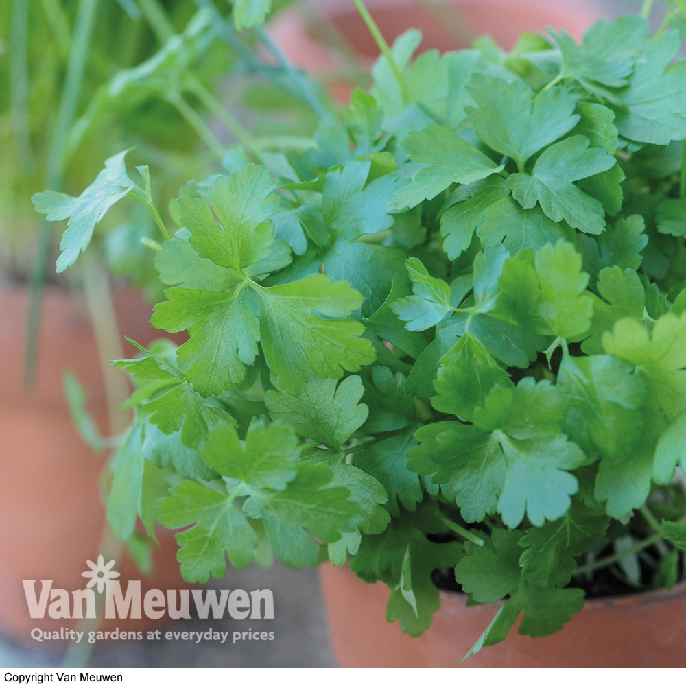 Parsley 'Plain Leaved (Sheeps) 2' (Flat Leaved)