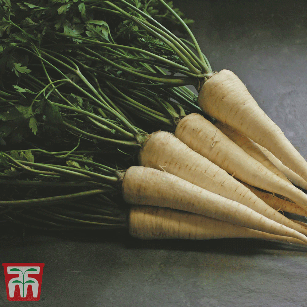 Parsley 'Hamburg Arat'