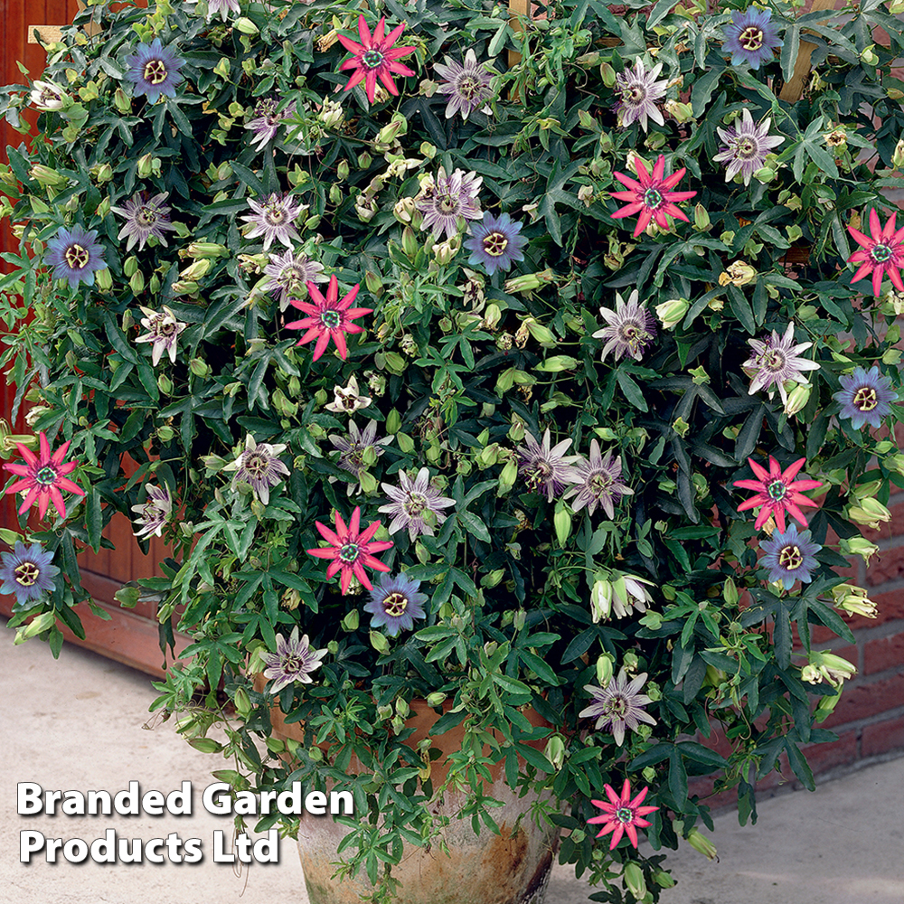 Passiflora 'Tricolor'