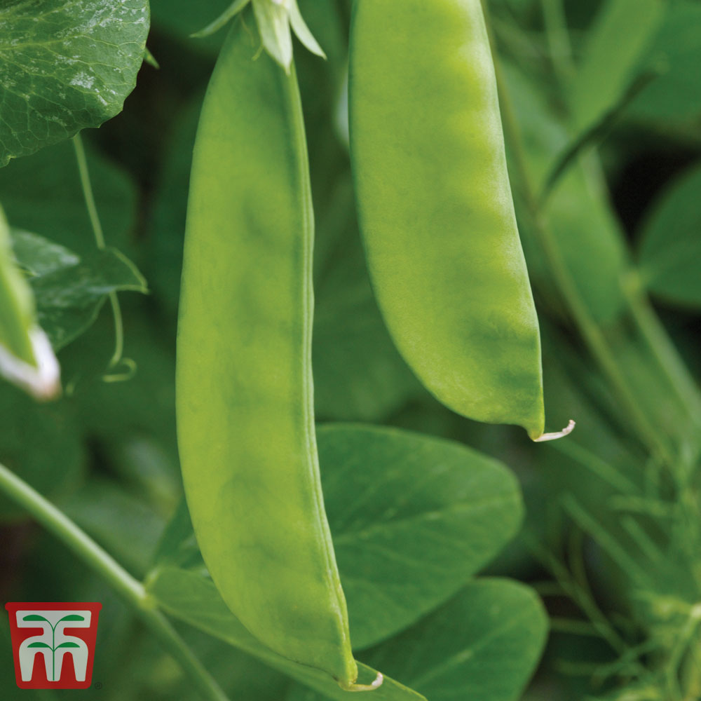 Pea 'Oregon Sugar Pod' (Mangetout)