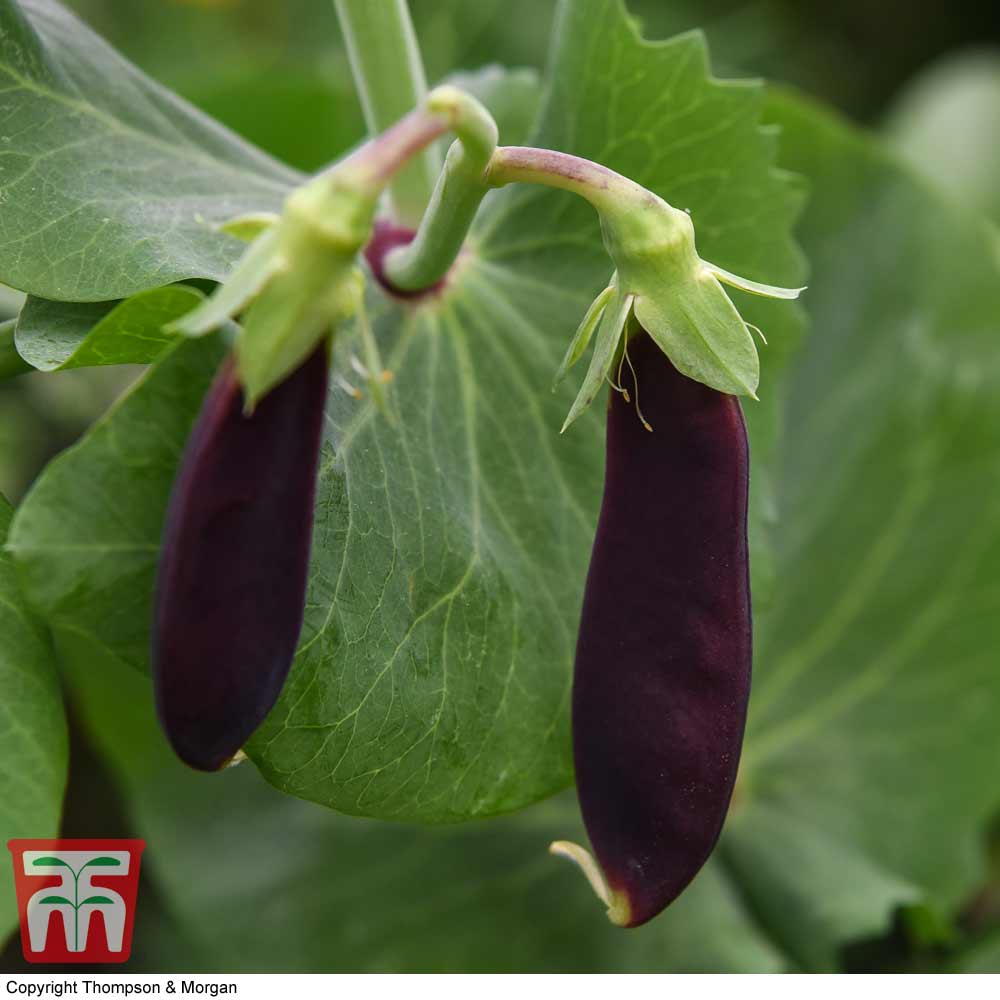 Pea 'Shiraz' (Mangetout)