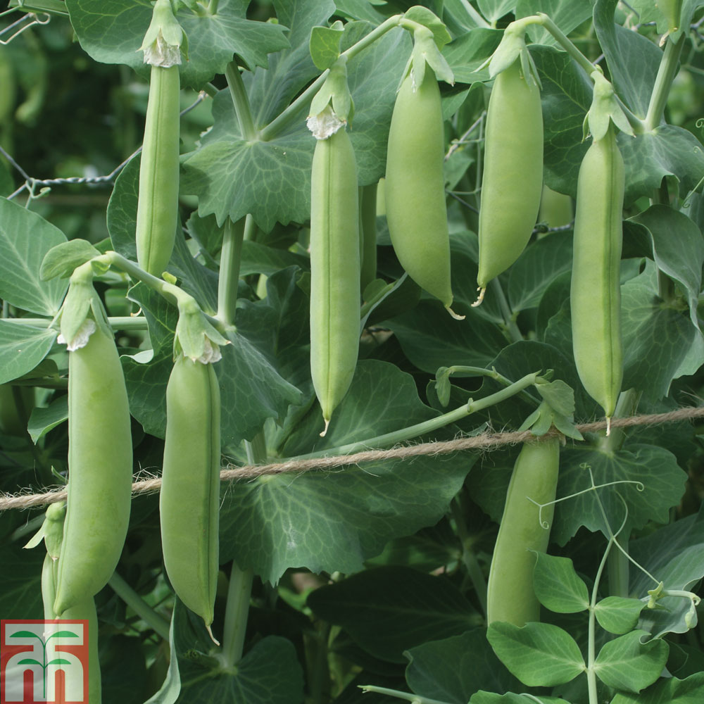 Pea 'Lusaka' (Sugarsnap)