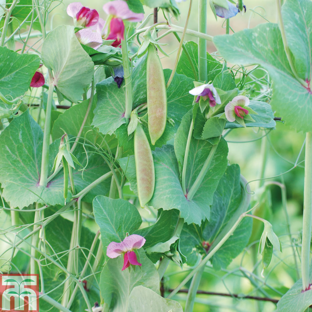 Pea 'Spring Blush' (Sugarsnap)