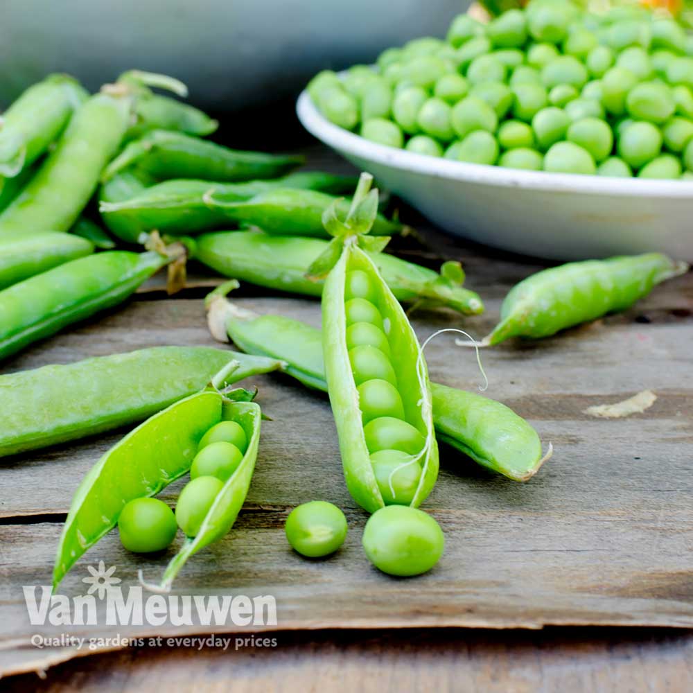 Pea 'Ambassador' (Maincrop)