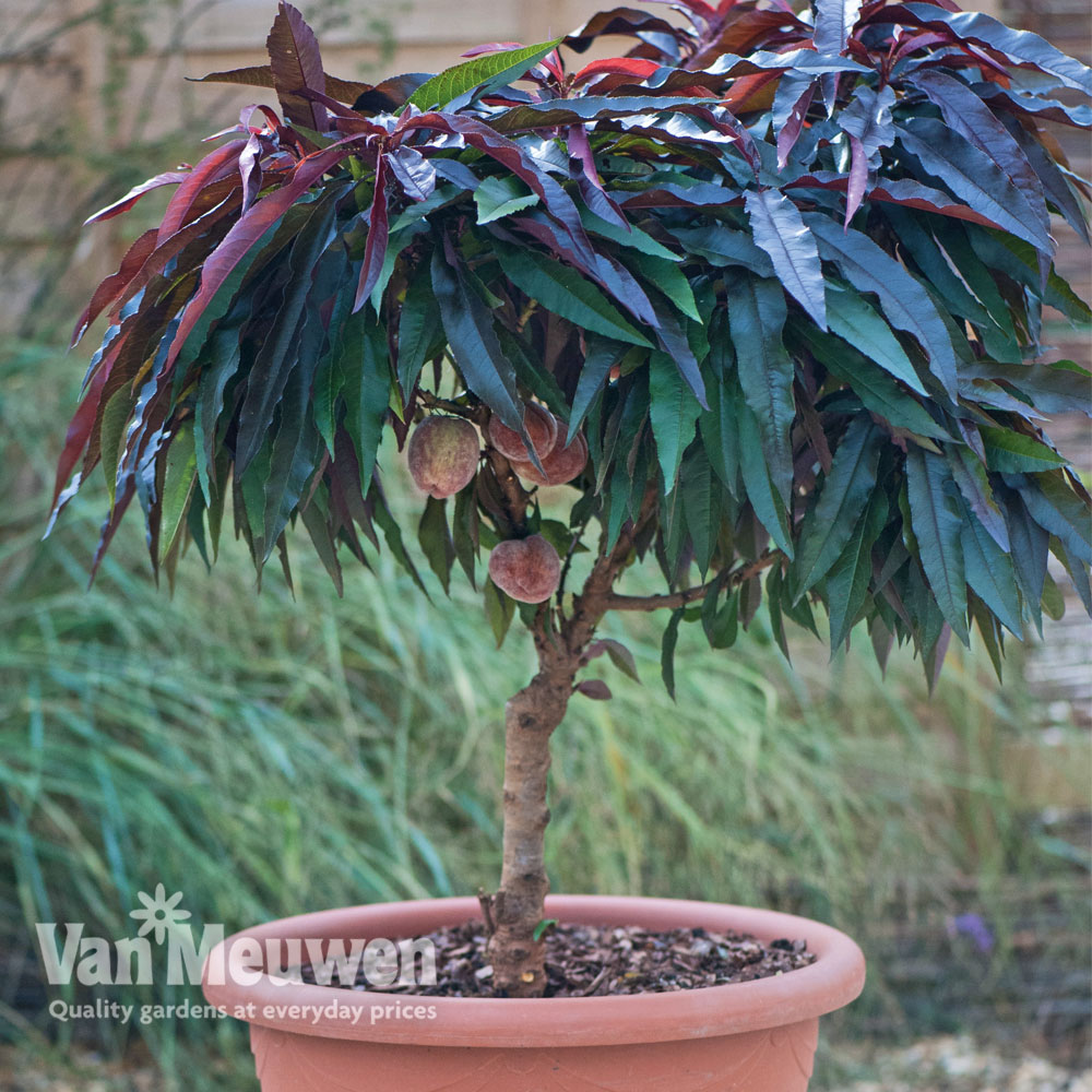 Peach 'Crimson Bonfire&reg;' (Patio tree)