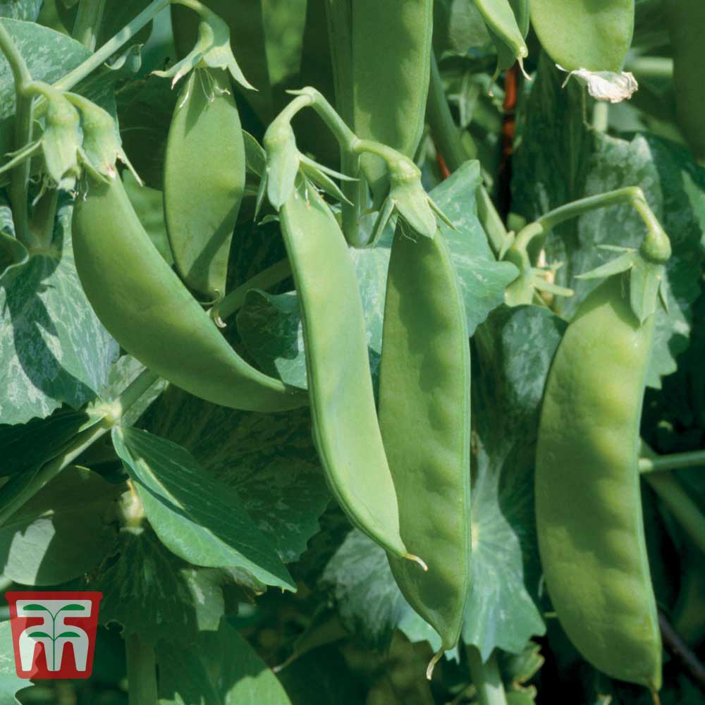 Pea 'Sugar Snow Green' (Mangetout)