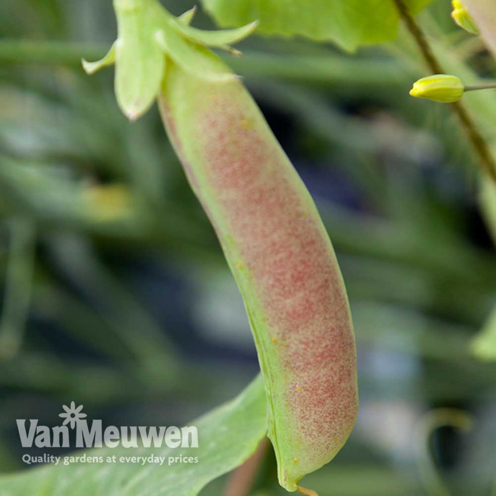 Image of Pea 'Spring Blush' (Sugarsnap)