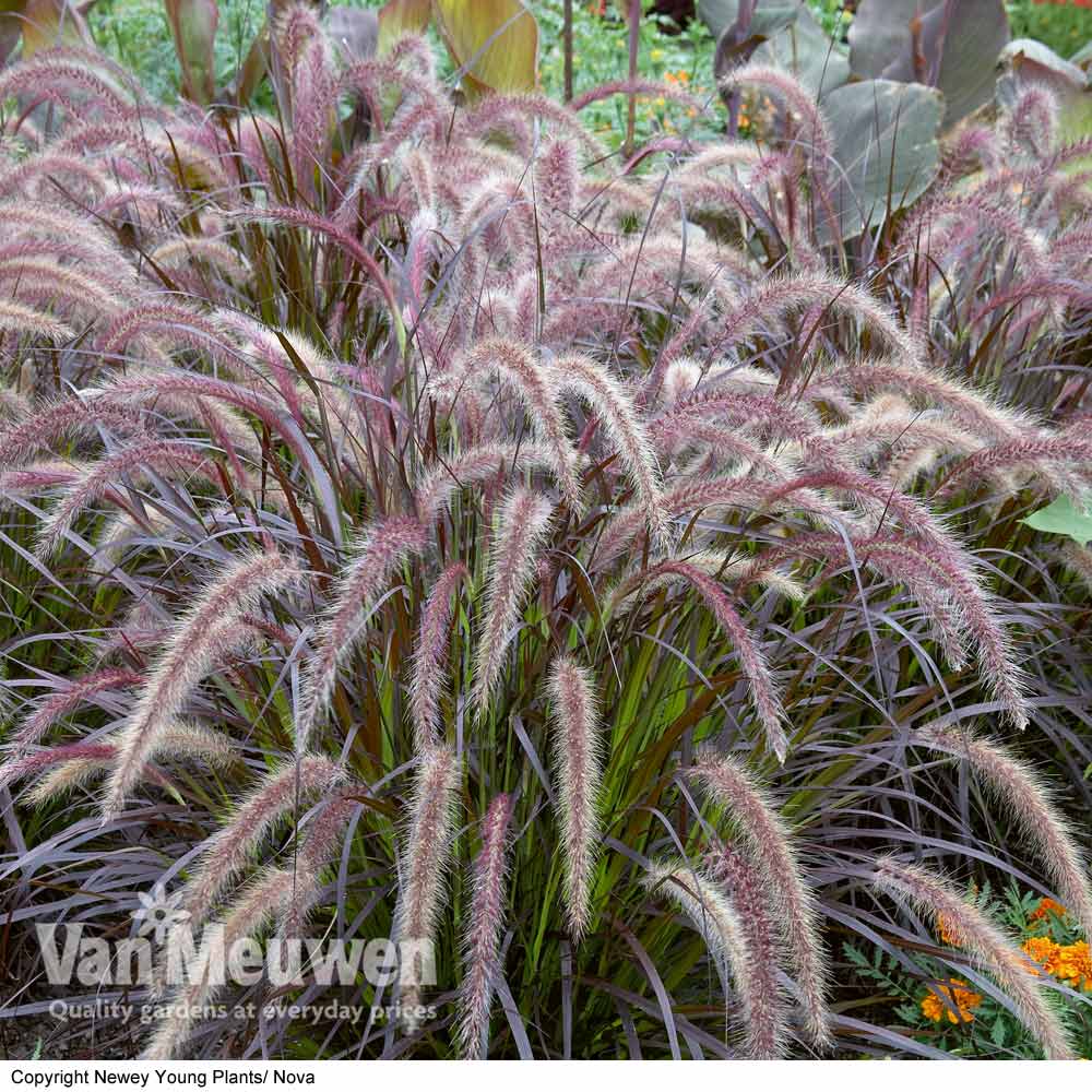 Pennisetum x advena 'Rubrum'