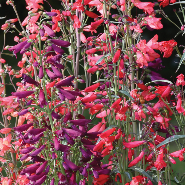 Penstemon barbartus 'Twizzle'