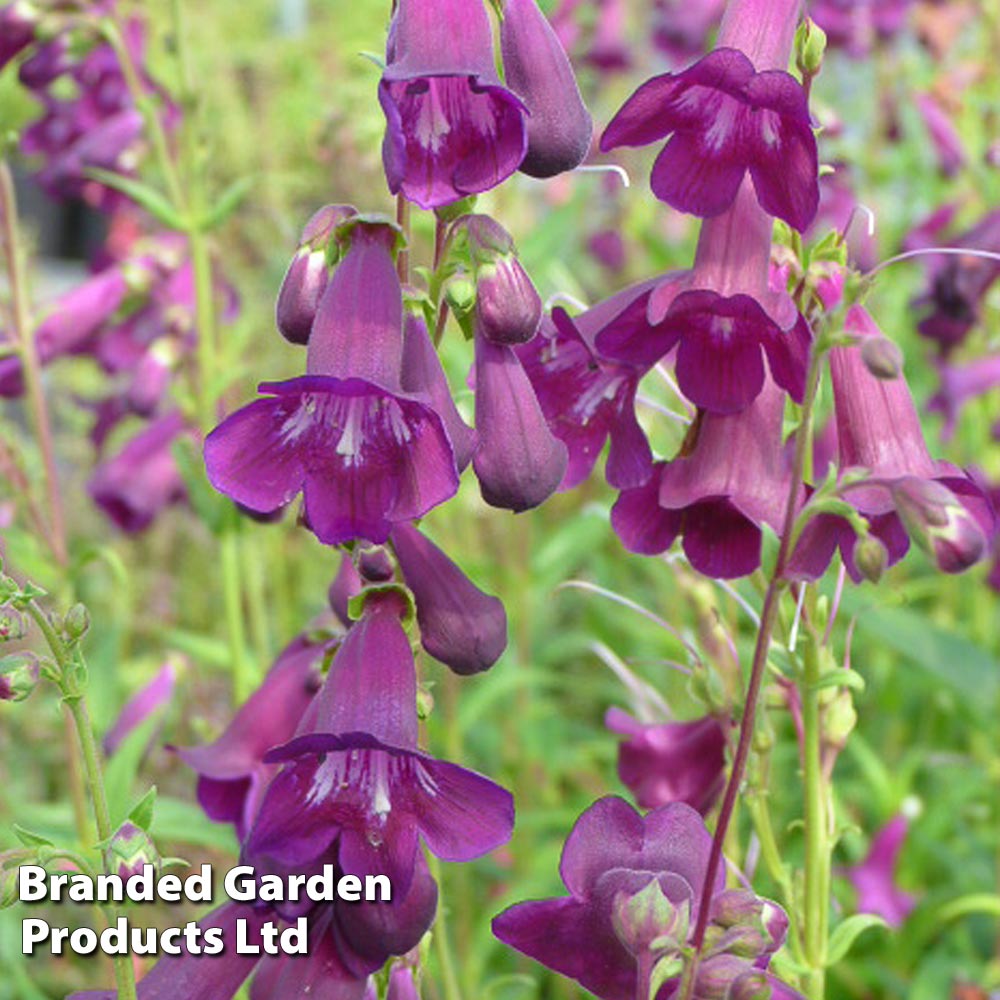 Penstemon 'Countess of Dalkeith' at Van Meuwen