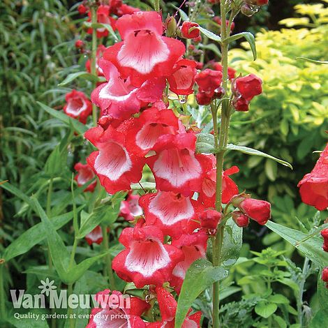 Penstemon 'Sweet Cherry'