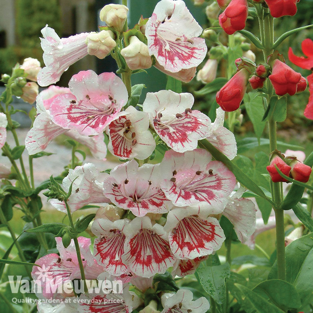 Penstemon 'Strawberries and Cream'