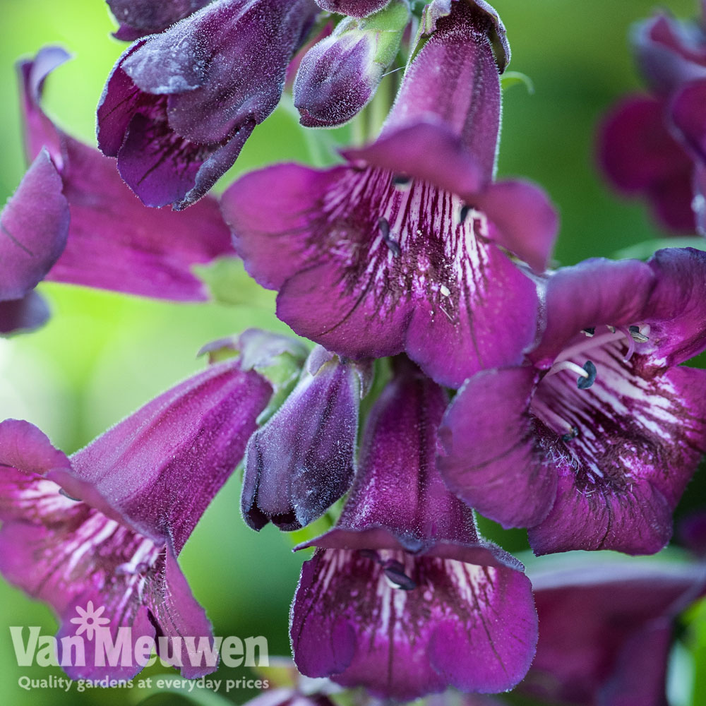 Penstemon 'Blackberry'