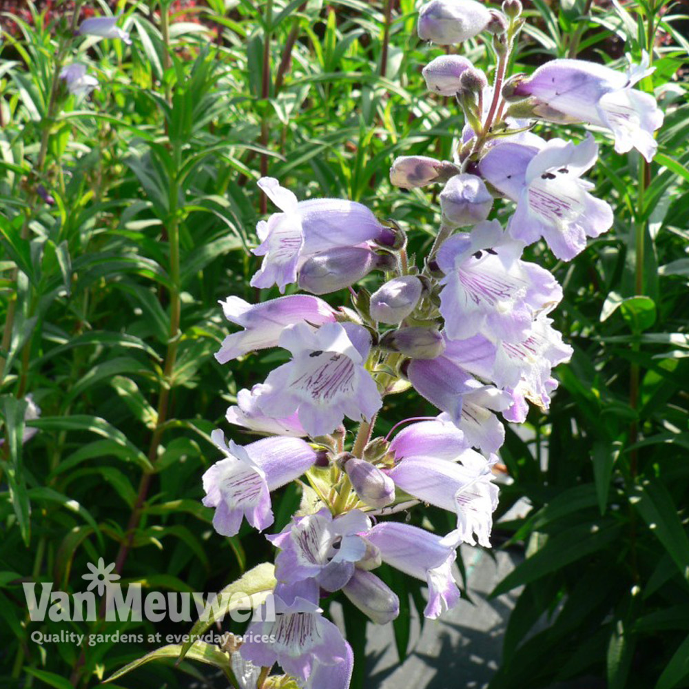 Penstemon 'Sour Grapes'