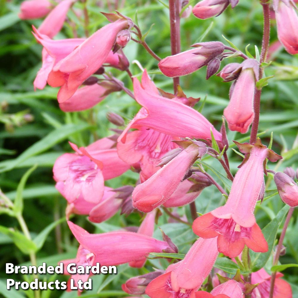 Penstemon 'Firebird' at Van Meuwen