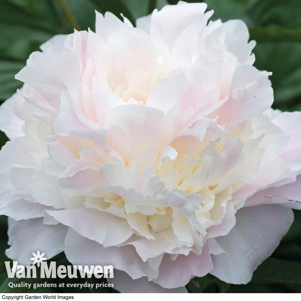 Peony 'Shirley Temple'