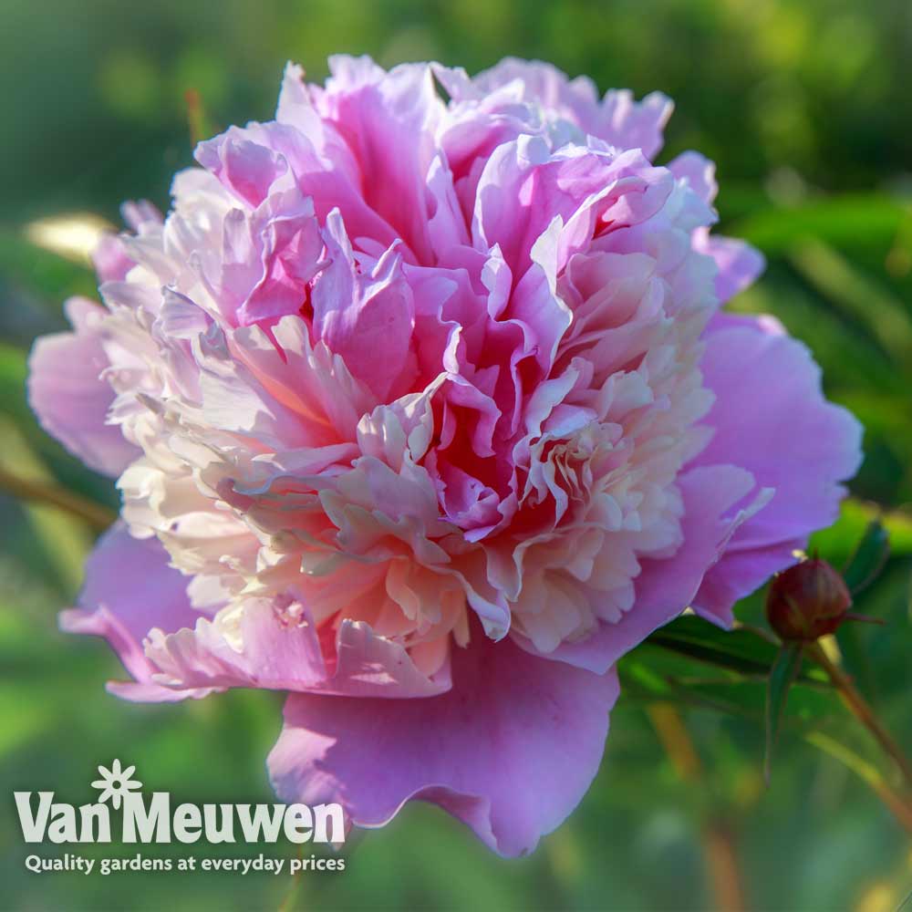 Peony 'Sorbet'