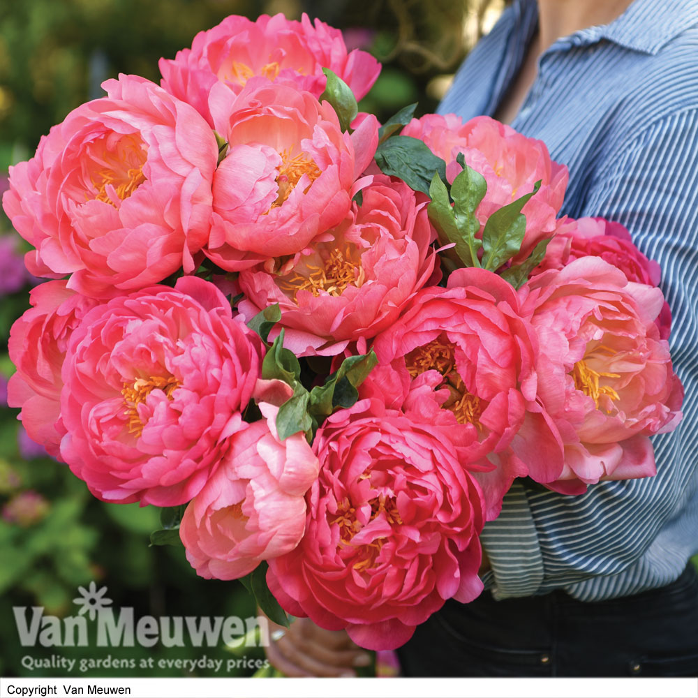 Peony 'Pink Hawaiian Coral'