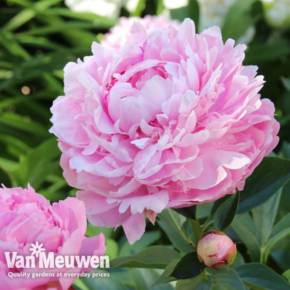 Peony 'Sarah Bernhardt'