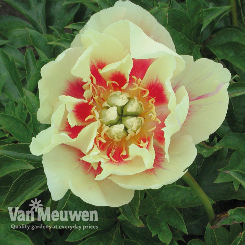 Peony Itoh 'Border Charm'