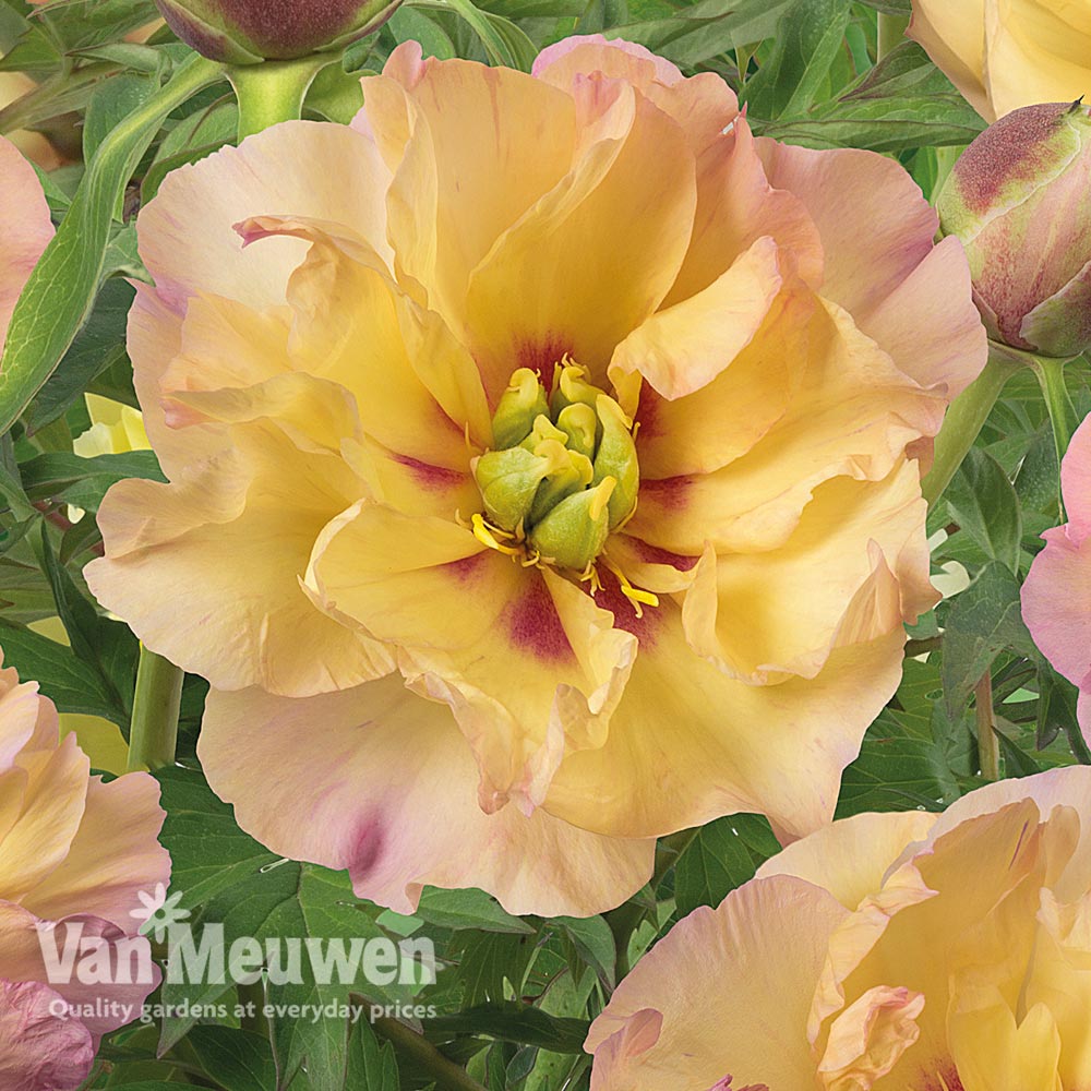 Peony Itoh 'Canary Brilliants'