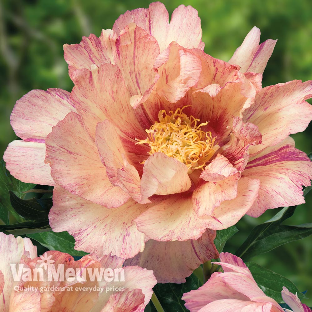 Peony Itoh 'Lollipop'