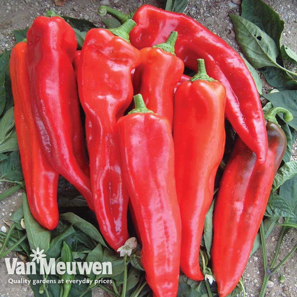 Sweet Pepper 'Lipari' F1 Hybrid