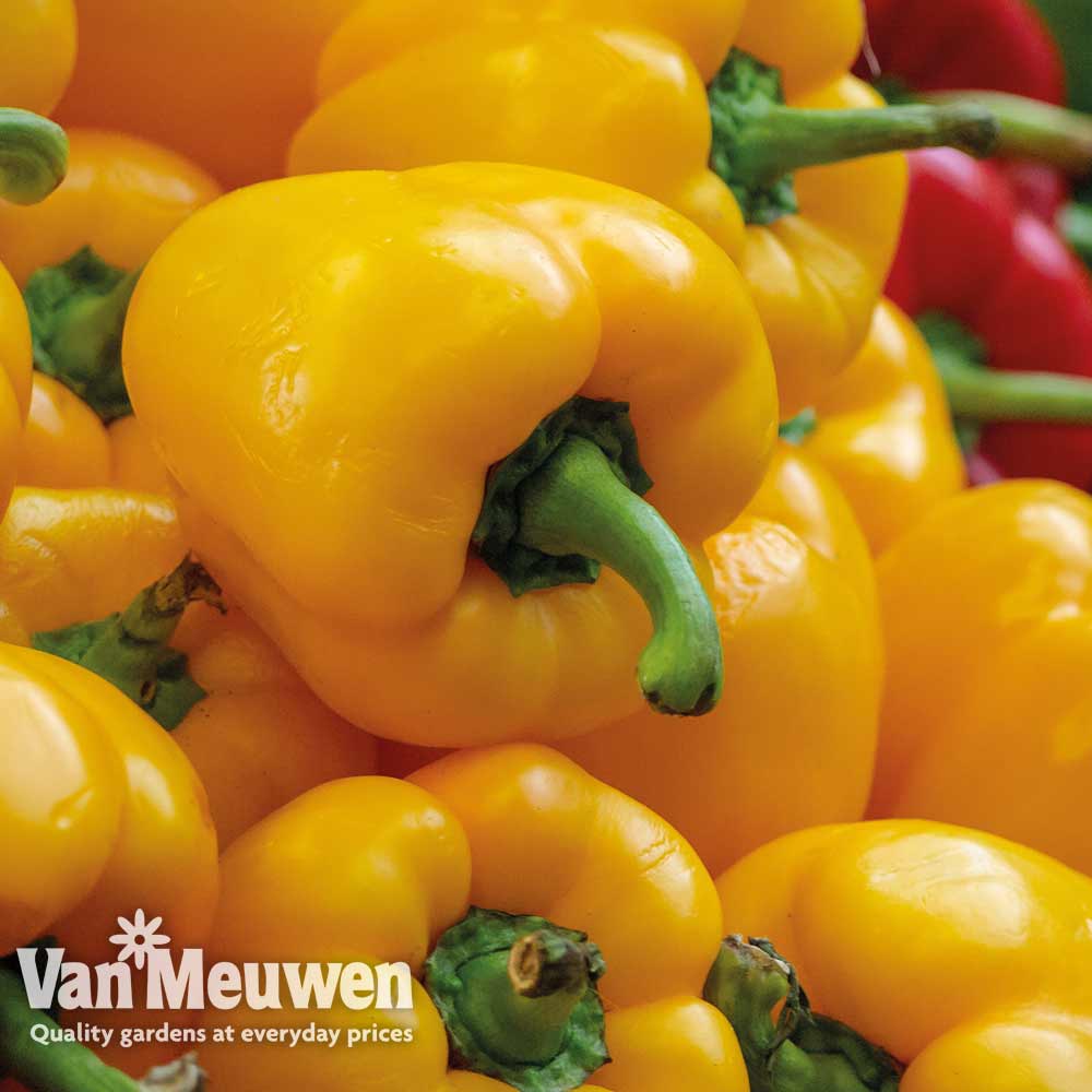 Sweet Pepper 'Beluga Yellow'