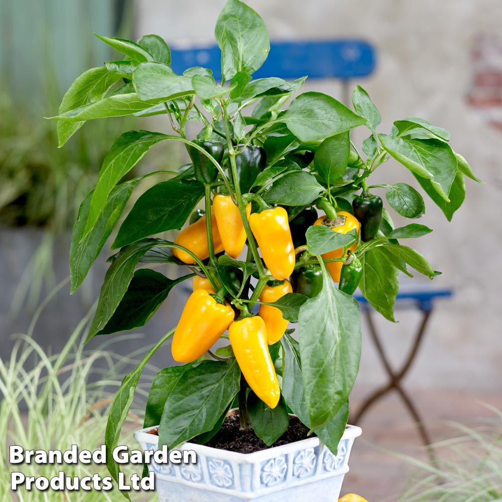 Sweet Pepper 'Pillar Yellow'