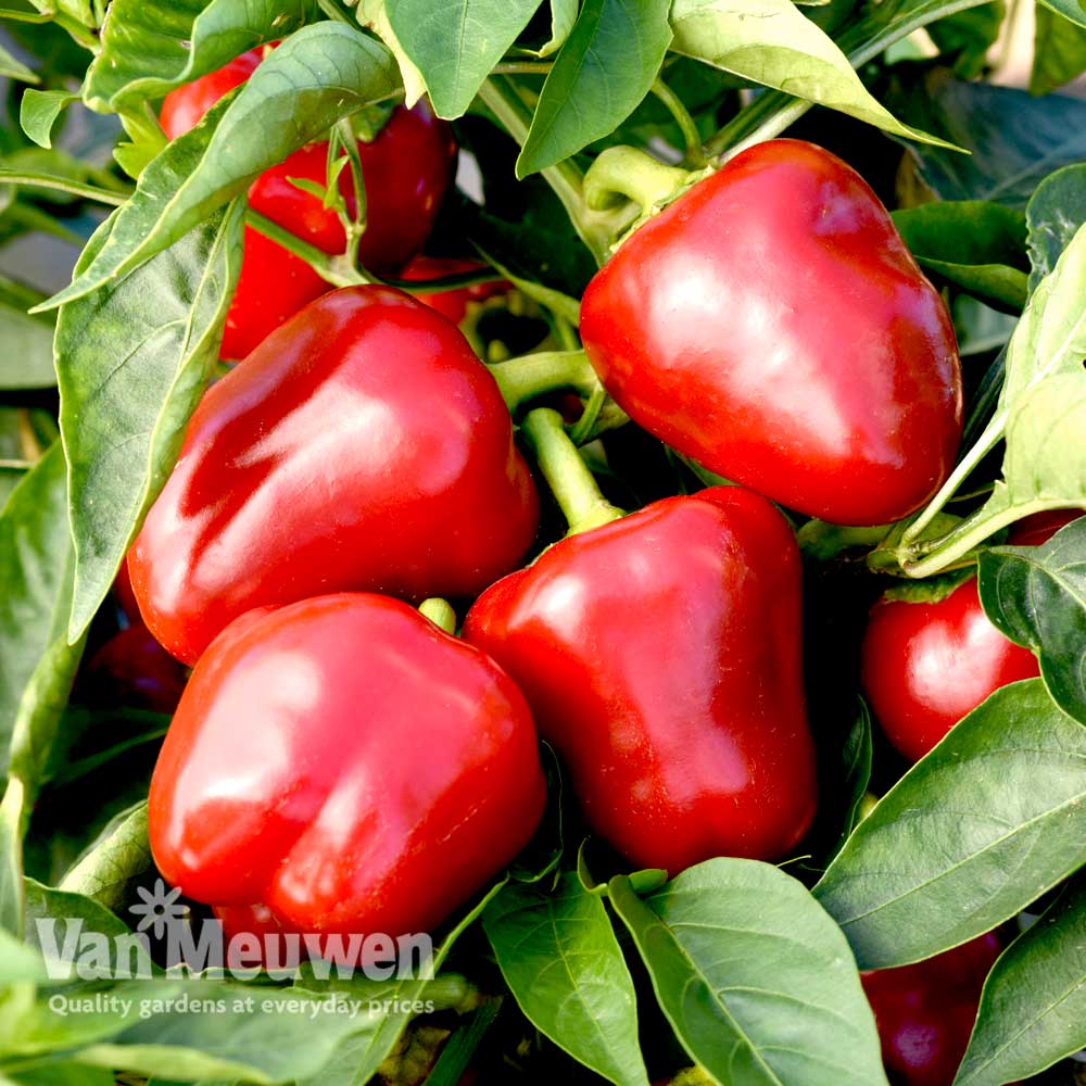 Sweet Pepper 'Snackabelle'