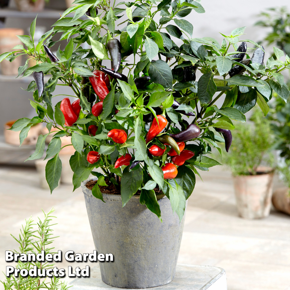 Chilli Pepper 'Mamba Red'