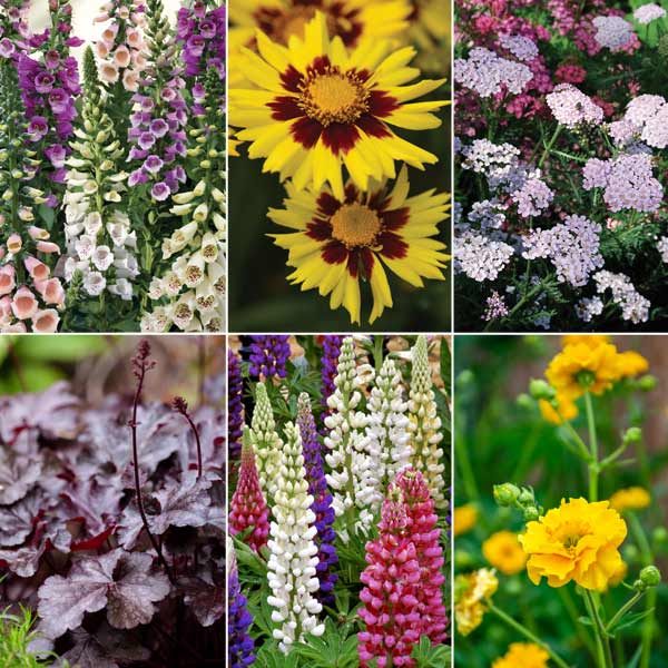 Potted Perennial Collection